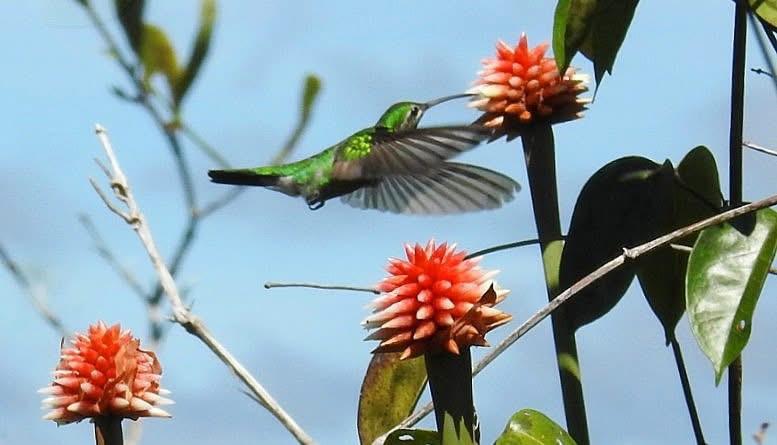 Avistamiento de aves en Guainía: más que binoculares y listas