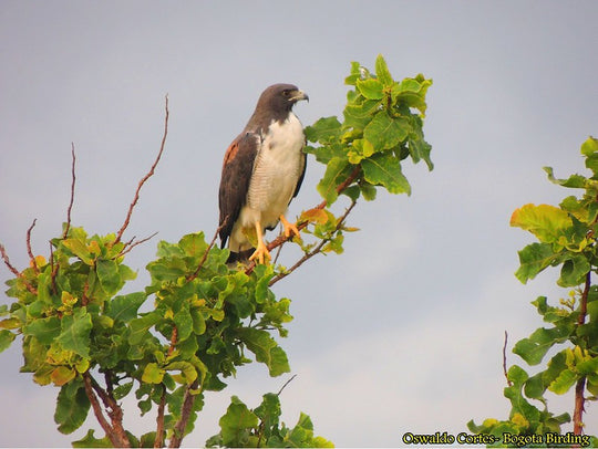 Avistamiento de Aves – 5 Días en Guainía (Fecha Abierta) / Birdwatching Tour – 5 Days in Guainía (Flexible Dates)