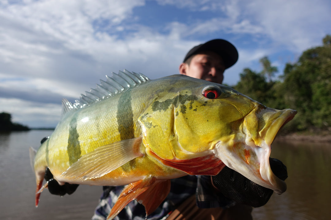 SportFishing, Puinawai, Guainia, Colombia, Amazonas, pesca deportiva, catch, realese, peacock