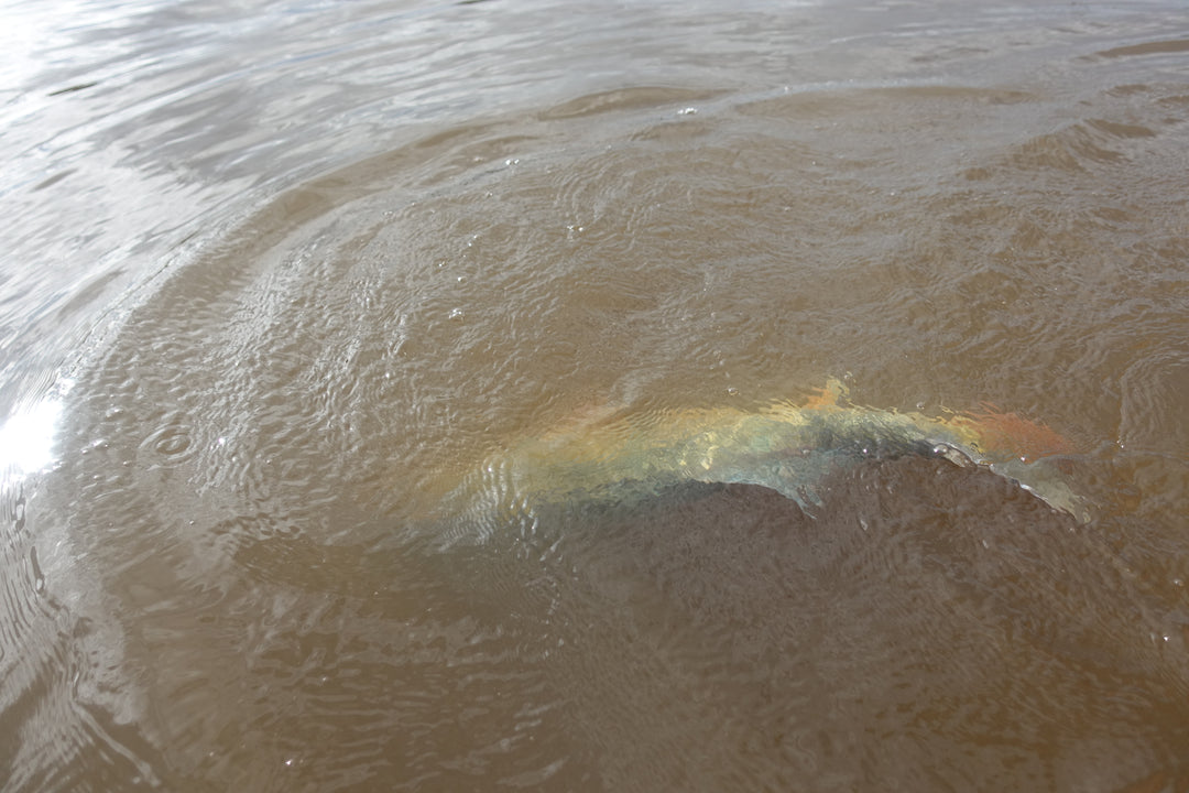 SportFishing, Puinawai, Guainia, Colombia, Amazonas, pesca deportiva, catch, realese, peacock