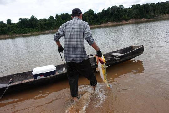 SportFishing, Puinawai, Guainia, Colombia, Amazonas, pesca deportiva, catch, realese, tucunaré, peacock