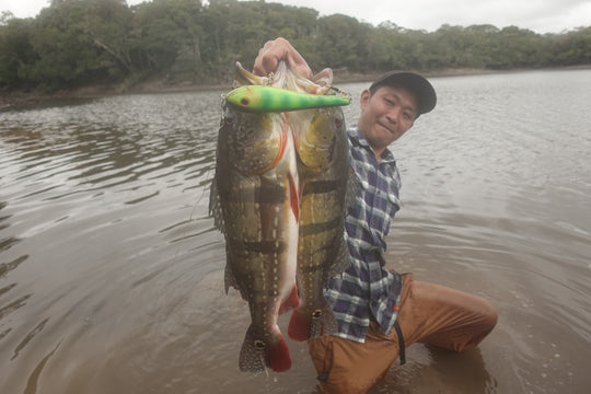 SportFishing, Puinawai, Guainia, Colombia, Amazonas, pesca deportiva, catch, realese, peacock
