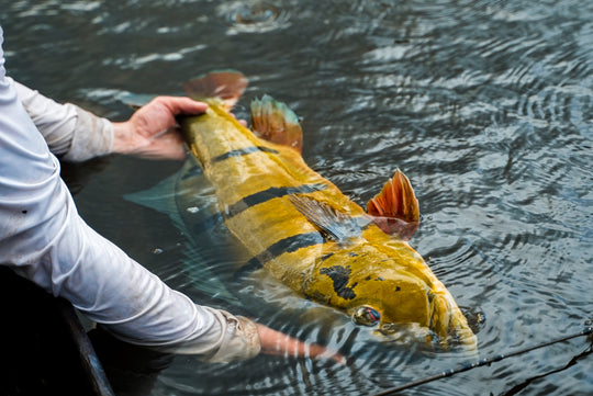 SportFishing, Puinawai, Guainia, Colombia, Amazonas, pesca deportiva, catch, realese