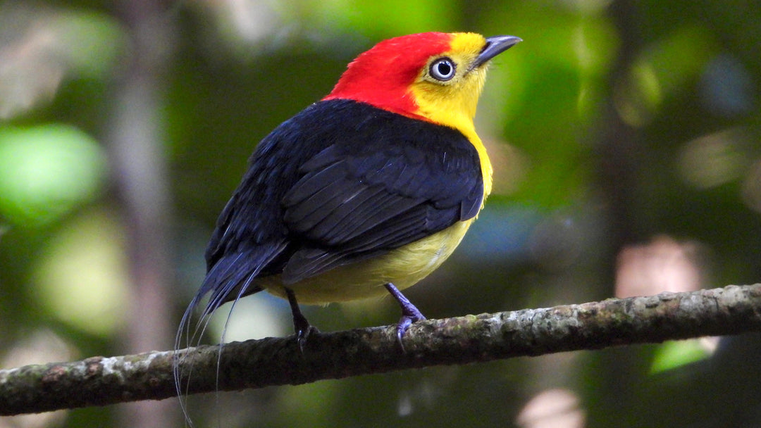 Avistamiento de Aves – Ruta 6 Días (Fecha Abierta) / Birdwatching Expedition – 6-Day Route (Flexible Dates)