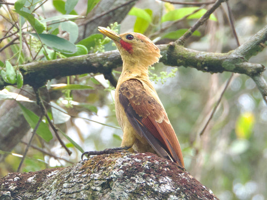 Avistamiento de Aves – Ruta 6 Días (Fecha Abierta) / Birdwatching Expedition – 6-Day Route (Flexible Dates)