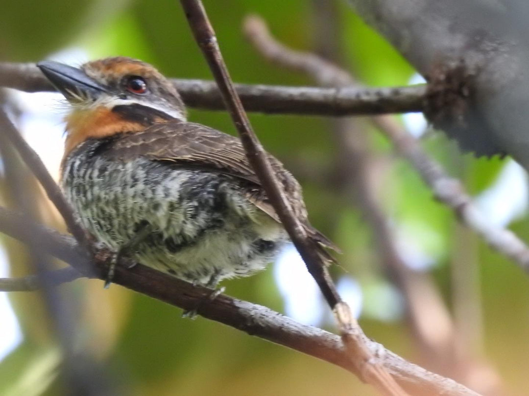 Avistamiento de Aves – Ruta 6 Días (Fecha Abierta) / Birdwatching Expedition – 6-Day Route (Flexible Dates)