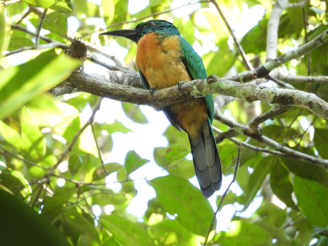 Avistamiento de Aves – 5 Días en Guainía (Fecha Abierta) / Birdwatching Tour – 5 Days in Guainía (Flexible Dates)