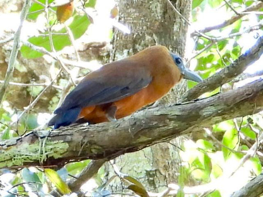 Avistamiento de Aves – 5 Días en Guainía (Fecha Abierta) / Birdwatching Tour – 5 Days in Guainía (Flexible Dates)