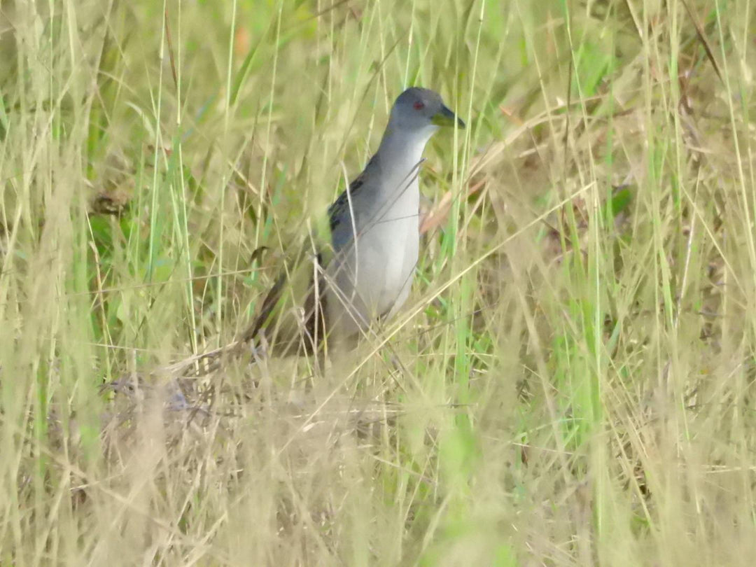 Avistamiento de Aves – 5 Días en Guainía (Fecha Abierta) / Birdwatching Tour – 5 Days in Guainía (Flexible Dates)