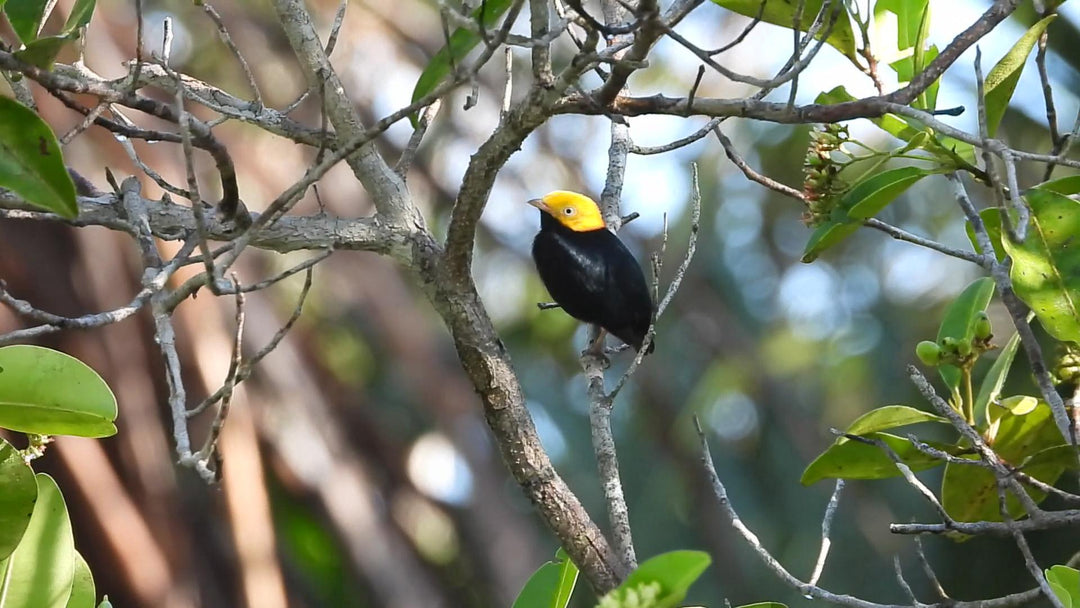 Avistamiento de Aves – 5 Días en Guainía (Fecha Abierta) / Birdwatching Tour – 5 Days in Guainía (Flexible Dates)