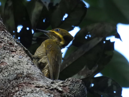 Avistamiento de Aves – 5 Días en Guainía (Fecha Abierta) / Birdwatching Tour – 5 Days in Guainía (Flexible Dates)