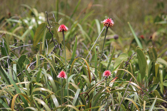 Tour 7 Días – Amazonía Guainía Indígena (Fecha Abierta) / 7-Day Indigenous Amazon Experience in Guainía (Flexible Dates)