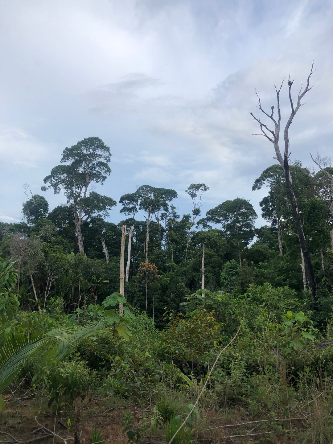 Cerros, Mavicure, Mavecure, Guainía, Rio Inírida, Ecoturismo, turismo de naturaleza