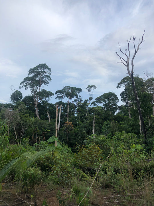Cerros, Mavicure, Mavecure, Guainía, Rio Inírida, Ecoturismo, turismo de naturaleza