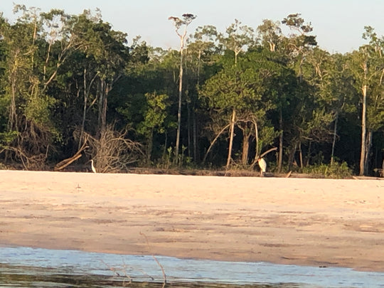 Amazon-Orinoco Jungle Photo Safari – 5 Days in Matavén, Colombia | Safari en la Selva Amazonas-Orinoquía – 5 Días en Matavén, Colombia