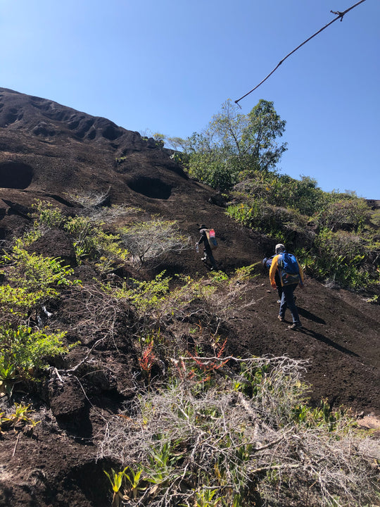 Amazon-Orinoco Jungle Photo Safari – 5 Days in Matavén, Colombia | Safari en la Selva Amazonas-Orinoquía – 5 Días en Matavén, Colombia