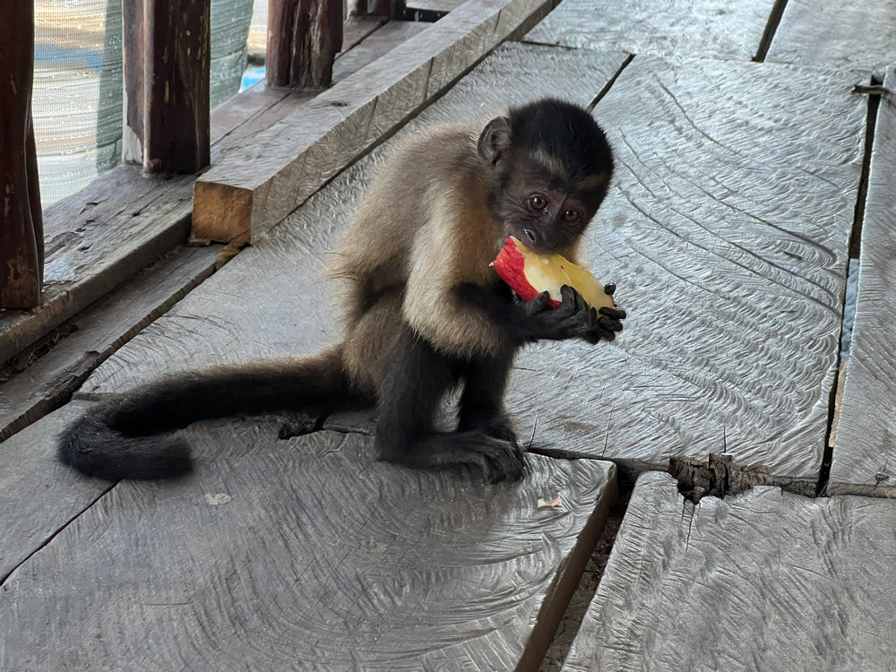 Avistamiento de Aves – Ruta 6 Días (Fecha Abierta) / Birdwatching Expedition – 6-Day Route (Flexible Dates)