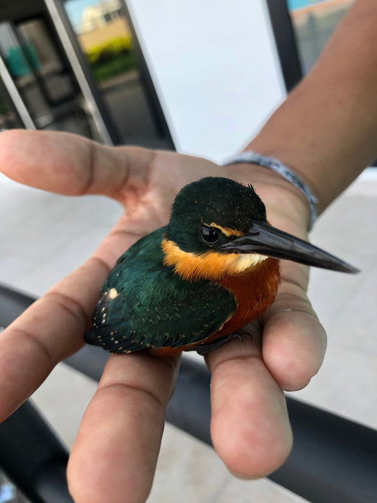 Avistamiento de Aves – Ruta 6 Días (Fecha Abierta) / Birdwatching Expedition – 6-Day Route (Flexible Dates)