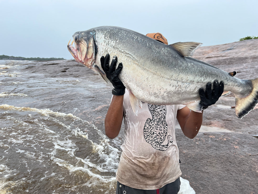 Sport fishing, Zamuro, Payara, rio Inírida, rio Orinoco