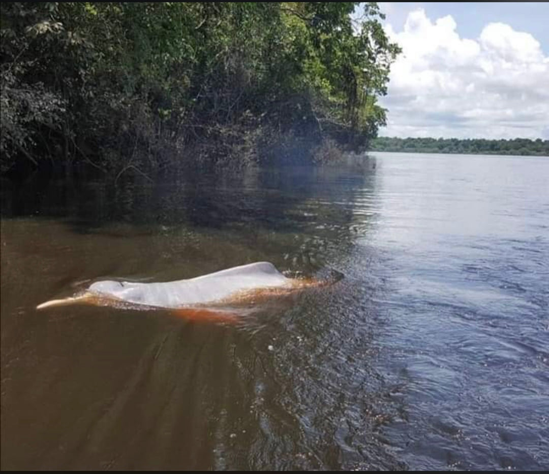 🌍 Guianan Shield Expedition – 6 Days Puinawai Reserve & Mavicure | Expedición Escudo Guayanés – 6 Días Puinawai y Cerros de Mavicure