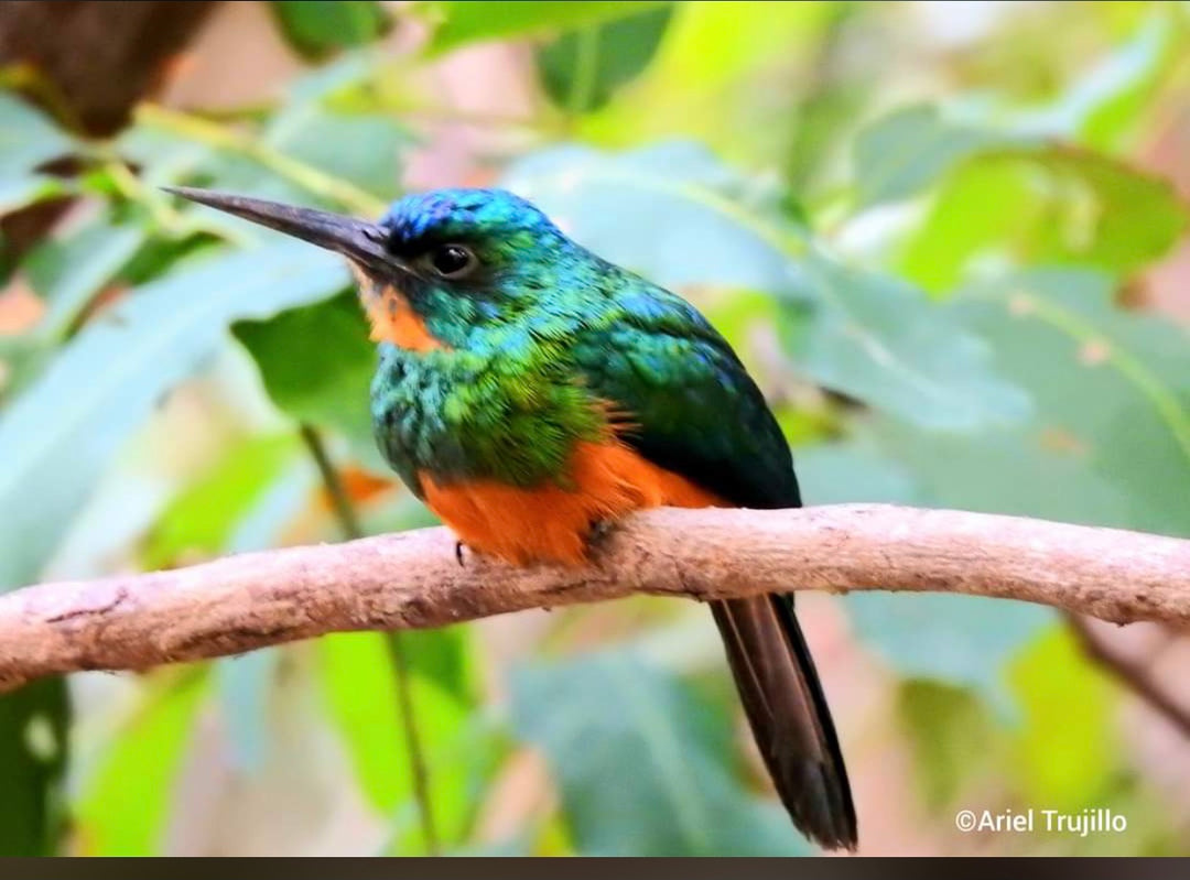 Avistamiento de Aves – Ruta 6 Días (Fecha Abierta) / Birdwatching Expedition – 6-Day Route (Flexible Dates)