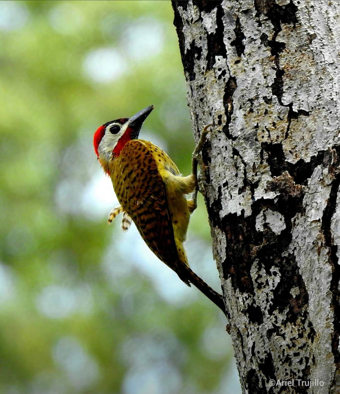 Avistamiento de Aves – Ruta 6 Días (Fecha Abierta) / Birdwatching Expedition – 6-Day Route (Flexible Dates)
