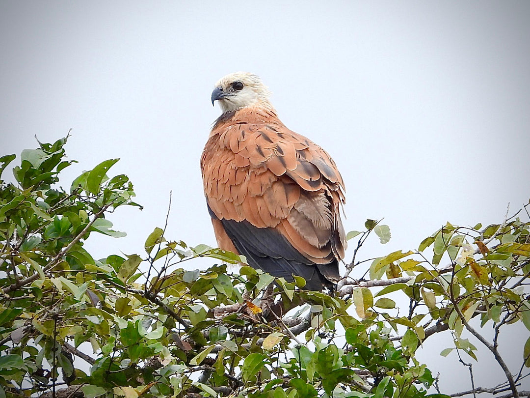 Avistamiento de Aves – Ruta 6 Días (Fecha Abierta) / Birdwatching Expedition – 6-Day Route (Flexible Dates)