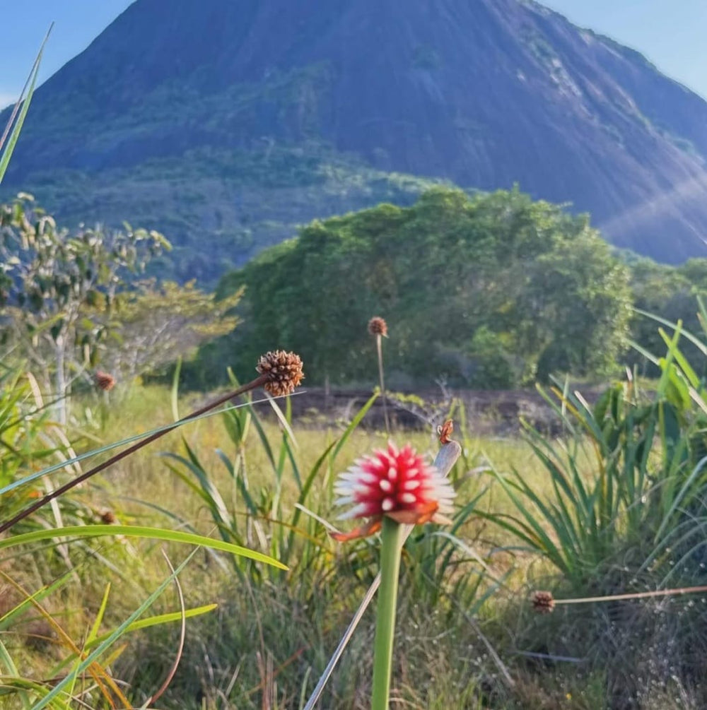 Ruta Mavicure – 4 días, 3 noches (Fecha Abierta) // Mavicure Route – 4 Days, 3 Nights (Flexible Dates / Private Tour)