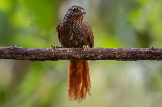 Avistamiento de Aves – 5 Días en Guainía (Fecha Abierta) / Birdwatching Tour – 5 Days in Guainía (Flexible Dates)