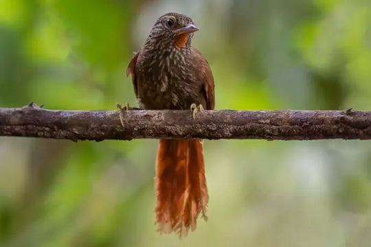 Avistamiento de Aves – 5 Días en Guainía (Fecha Abierta) / Birdwatching Tour – 5 Days in Guainía (Flexible Dates)
