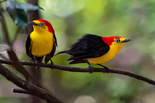 Avistamiento de Aves – 5 Días en Guainía (Fecha Abierta) / Birdwatching Tour – 5 Days in Guainía (Flexible Dates)