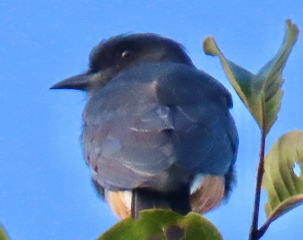 Avistamiento de Aves – 5 Días en Guainía (Fecha Abierta) / Birdwatching Tour – 5 Days in Guainía (Flexible Dates)