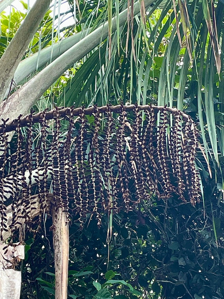 Avistamiento de Aves – 5 Días en Guainía (Fecha Abierta) / Birdwatching Tour – 5 Days in Guainía (Flexible Dates)