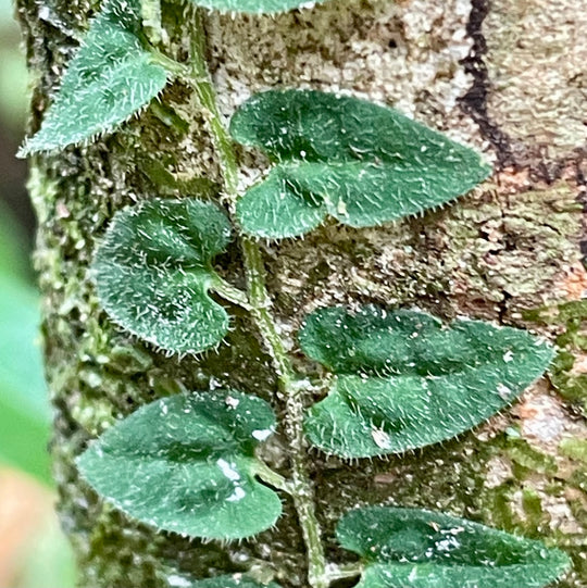 Avistamiento de Aves – 5 Días en Guainía (Fecha Abierta) / Birdwatching Tour – 5 Days in Guainía (Flexible Dates)