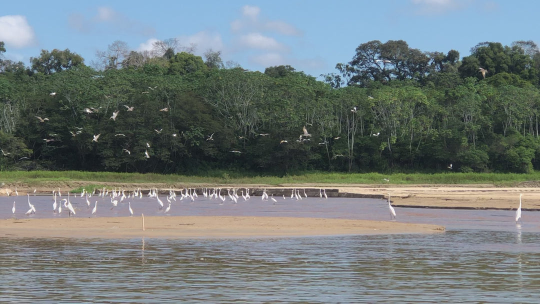 Avistamiento de Aves – Ruta 6 Días (Fecha Abierta) / Birdwatching Expedition – 6-Day Route (Flexible Dates)