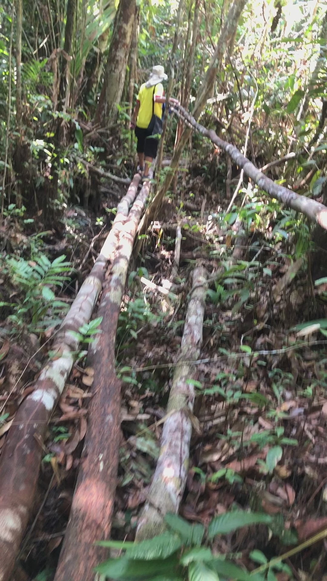 Amazon-Orinoco Jungle Photo Safari – 5 Days in Matavén, Colombia | Safari en la Selva Amazonas-Orinoquía – 5 Días en Matavén, Colombia