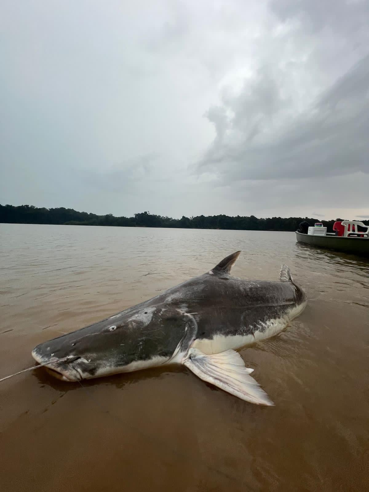 Fishing Seasons in Guainía / Estaciones de pesca en Guainía