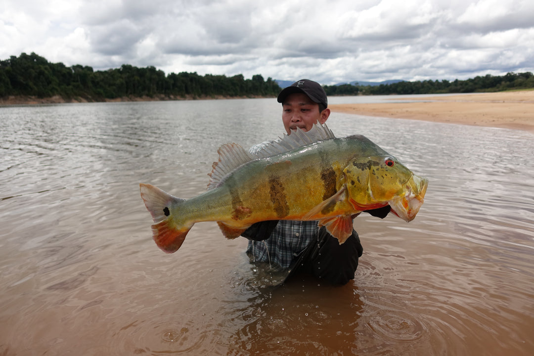 SportFishing, Puinawai, Guainia, Colombia, Amazonas, pesca deportiva, catch, realese, tucunaré, peacock