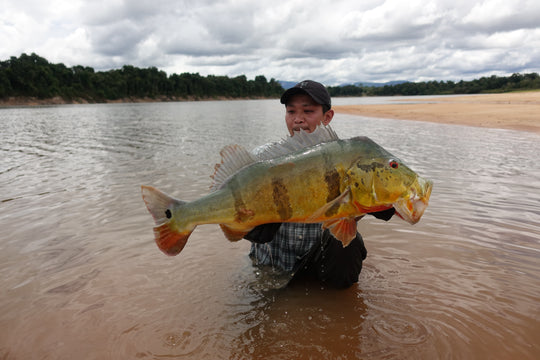 SportFishing, Puinawai, Guainia, Colombia, Amazonas, pesca deportiva, catch, realese, tucunaré, peacock