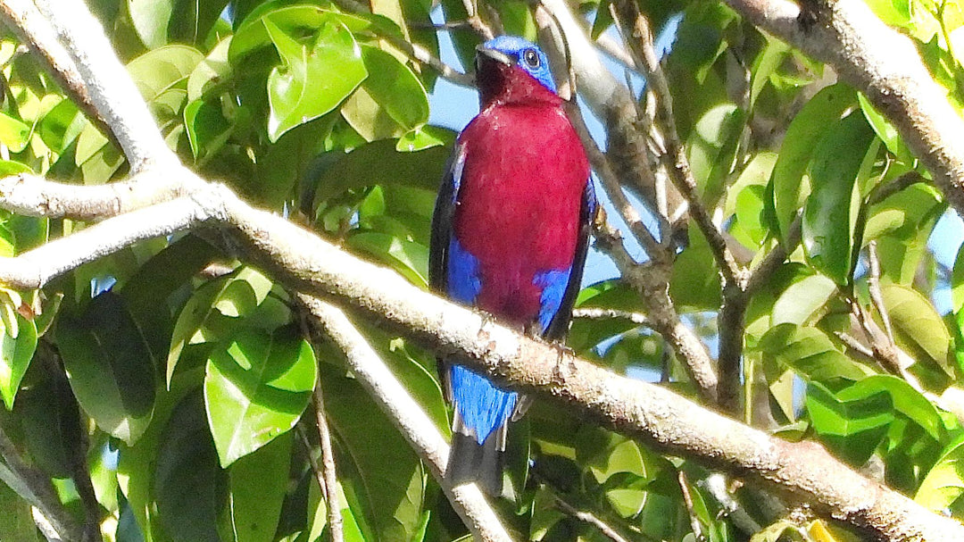 Avistamiento de Aves – Ruta 6 Días (Fecha Abierta) / Birdwatching Expedition – 6-Day Route (Flexible Dates)