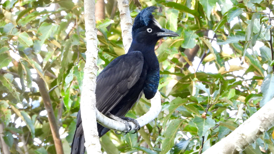 Avistamiento de Aves – Ruta 6 Días (Fecha Abierta) / Birdwatching Expedition – 6-Day Route (Flexible Dates)