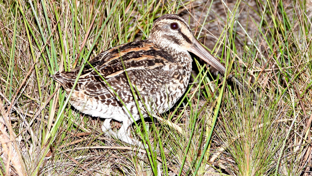 Avistamiento de Aves – Ruta 6 Días (Fecha Abierta) / Birdwatching Expedition – 6-Day Route (Flexible Dates)