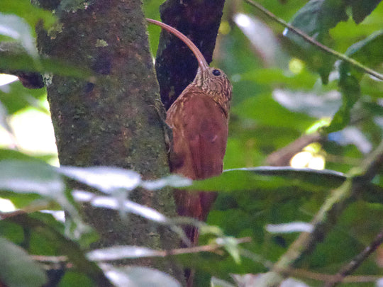 Avistamiento de Aves – Ruta 6 Días (Fecha Abierta) / Birdwatching Expedition – 6-Day Route (Flexible Dates)