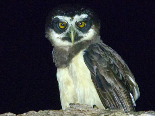 Avistamiento de Aves – Ruta 6 Días (Fecha Abierta) / Birdwatching Expedition – 6-Day Route (Flexible Dates)