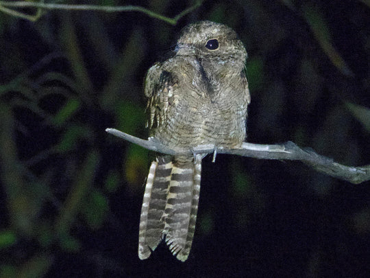 Avistamiento de Aves – Ruta 6 Días (Fecha Abierta) / Birdwatching Expedition – 6-Day Route (Flexible Dates)