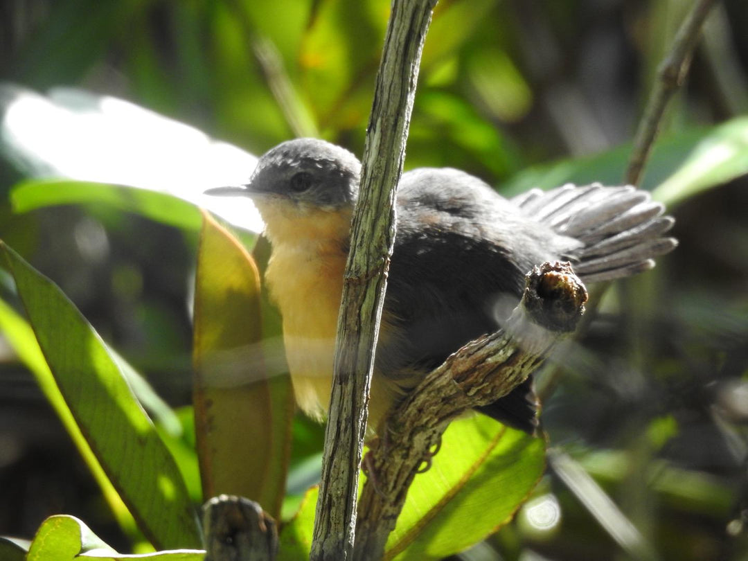 Avistamiento de Aves – Ruta 6 Días (Fecha Abierta) / Birdwatching Expedition – 6-Day Route (Flexible Dates)