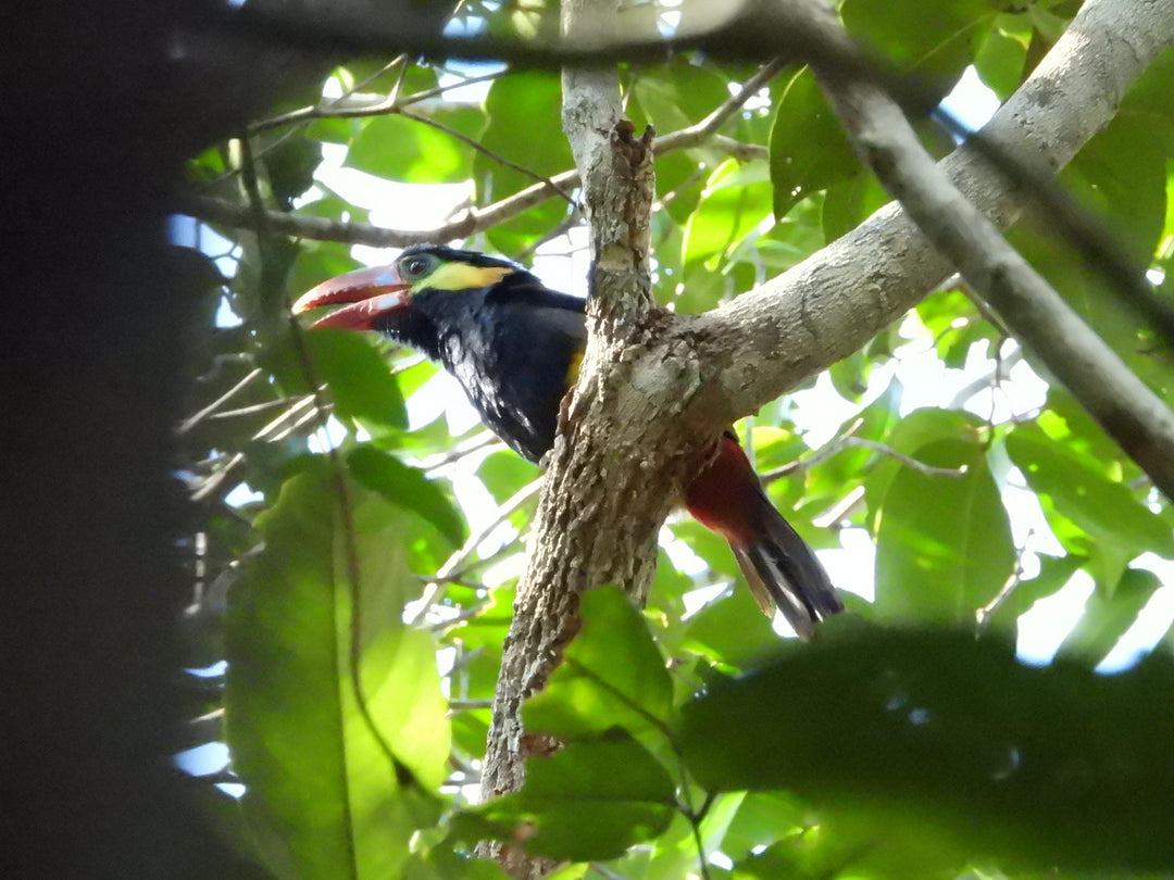 Avistamiento de Aves – 5 Días en Guainía (Fecha Abierta) / Birdwatching Tour – 5 Days in Guainía (Flexible Dates)