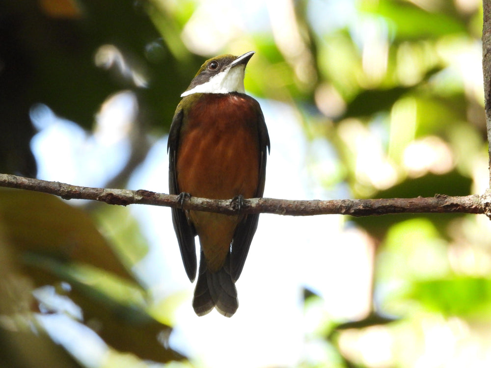 Avistamiento de Aves – 5 Días en Guainía (Fecha Abierta) / Birdwatching Tour – 5 Days in Guainía (Flexible Dates)