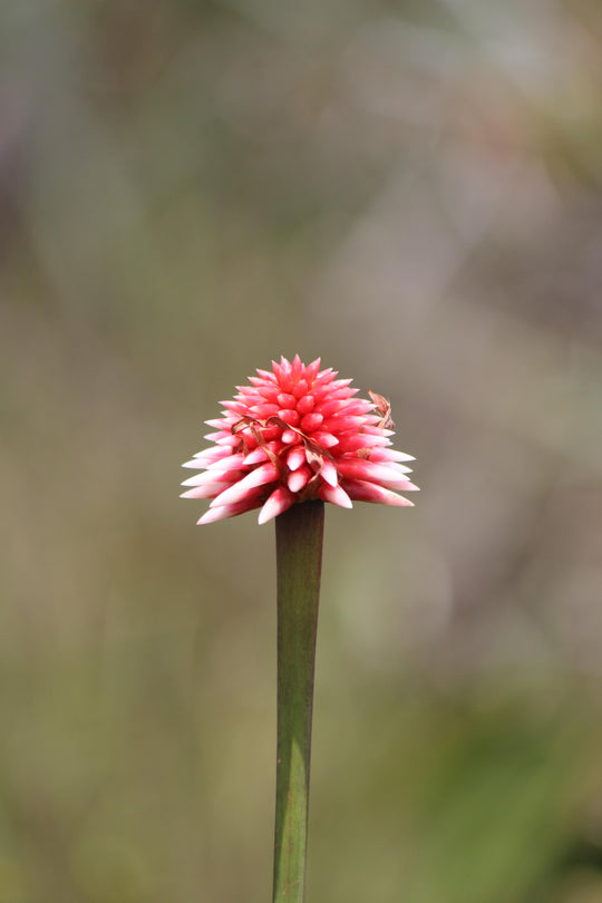 Ruta Mavicure – 4 días, 3 noches (Fecha Abierta) // Mavicure Route – 4 Days, 3 Nights (Flexible Dates / Private Tour)