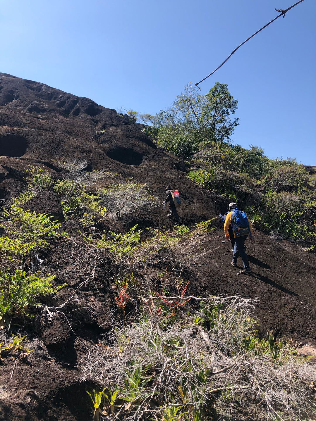 Amazon-Orinoco Jungle Photo Safari – 5 Days in Matavén, Colombia | Safari en la Selva Amazonas-Orinoquía – 5 Días en Matavén, Colombia